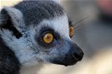 Watchful eye of the lemur