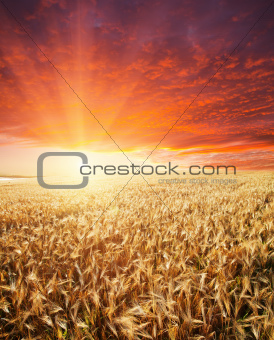 golden field and sunset
