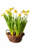 daffodils boquet in the basket, isolated