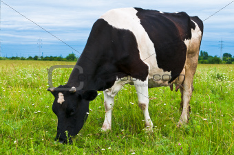 Cow grazing on a fresh pasture