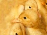Small ducklings on yellow