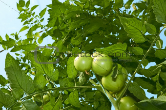 Green tomatoes from below