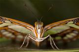 Beautiful Butterfly in closeup view