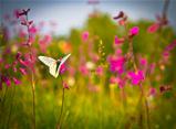 The Butterfly and pink flowers