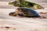 Green Sea Turtle, Hawaii