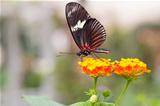 Beautiful Butterfly sitting on flower