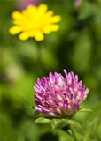 Close-up of red clover