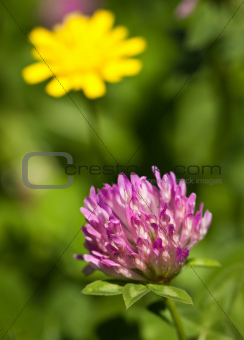 Close-up of red clover