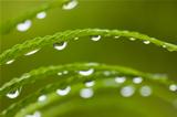 Droplets on green leafs