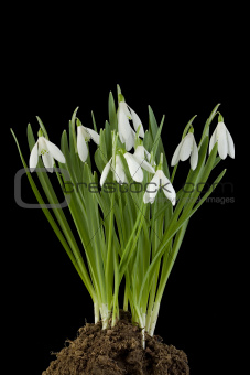Snowdrop flowers Cut Out