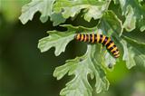 Cinnabar Caterpillar (Tyria jacobaeae)