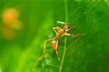 Red ant in green nature