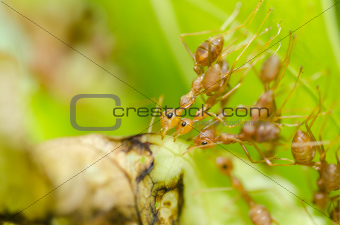red ant teamwork in green nature