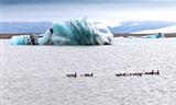A glacial lake, ice and geese