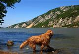 Dog on Danube riverbank
