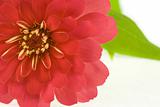 Red flower (zinnia)