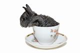 grey small rabbit in the white cup