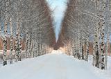 Beautiful winter road and white winter birches