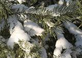 Pine branches in a snow in the winter afternoon