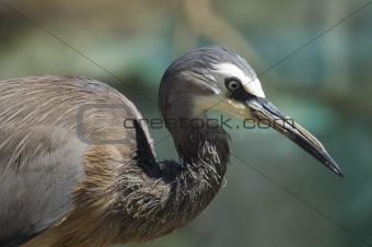 Portrait of a white-faced heron