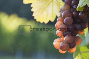 Grapes in the evening sun