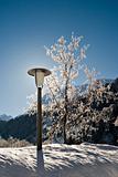 Lamp Post and Tree