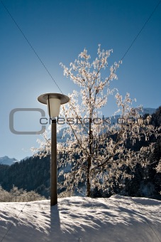Lamp Post and Tree