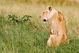 Lioness on Grassland