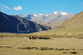 Himalayan nomads