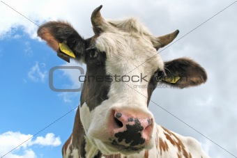 curious cow