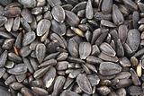 Sunflower seed background texture