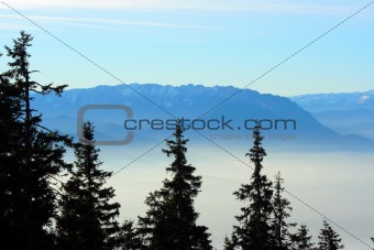 Fir trees over a foggy valley