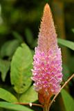 Pink Flower Cone