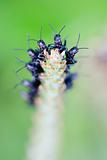 Formatin of black crickets