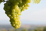 Sunny cluster of green grapes on vine