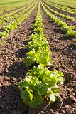 Lettuce in a field
