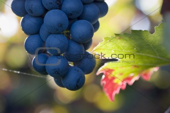 Purple grapes in the sun