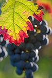 Fall impression in a vineyard