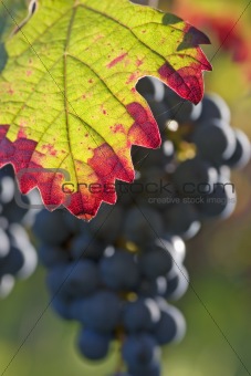 Fall impression in a vineyard