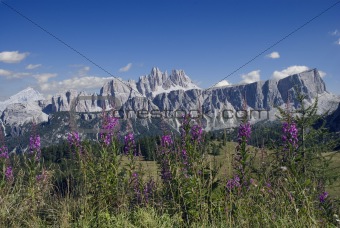 Dolomites Flowers 
