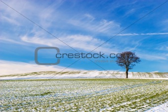 Tree on Snowy Field