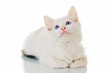 Cute White Kitten