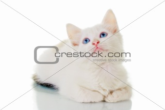 Cute White Kitten