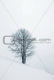 Tree in Snow