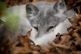Artic Fox Peeking Out at Visitors