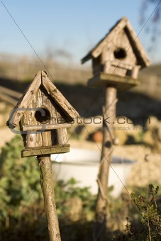 Bird Houses in Sunshine