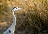 Blue heron at sunset