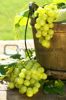 Green grapes and leaves