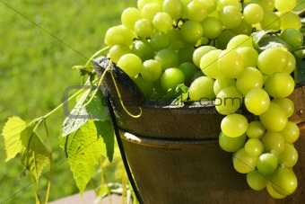 Green grapes in the sun