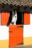 Horse in stable 